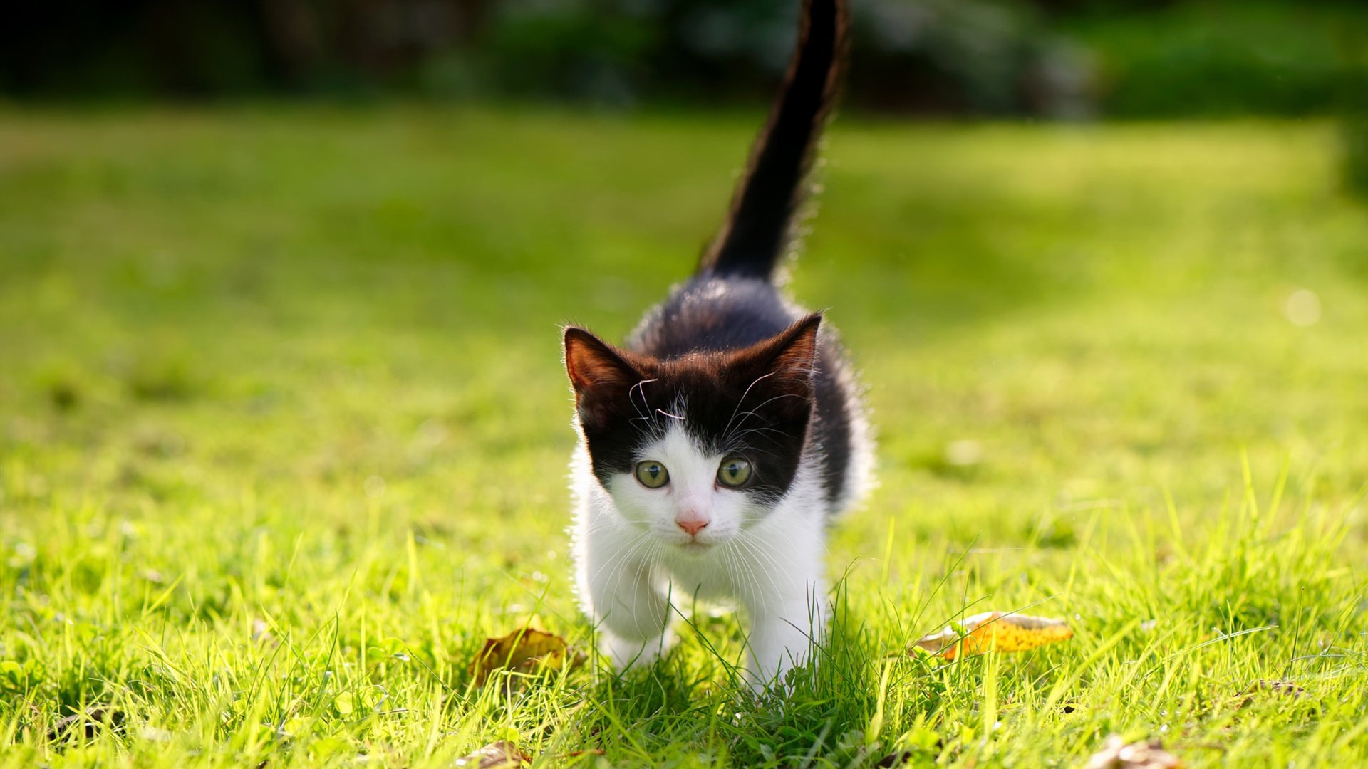 五大联赛是否更频繁使用梯度压迫封堵中场传输路径,五大联赛场均进球排行