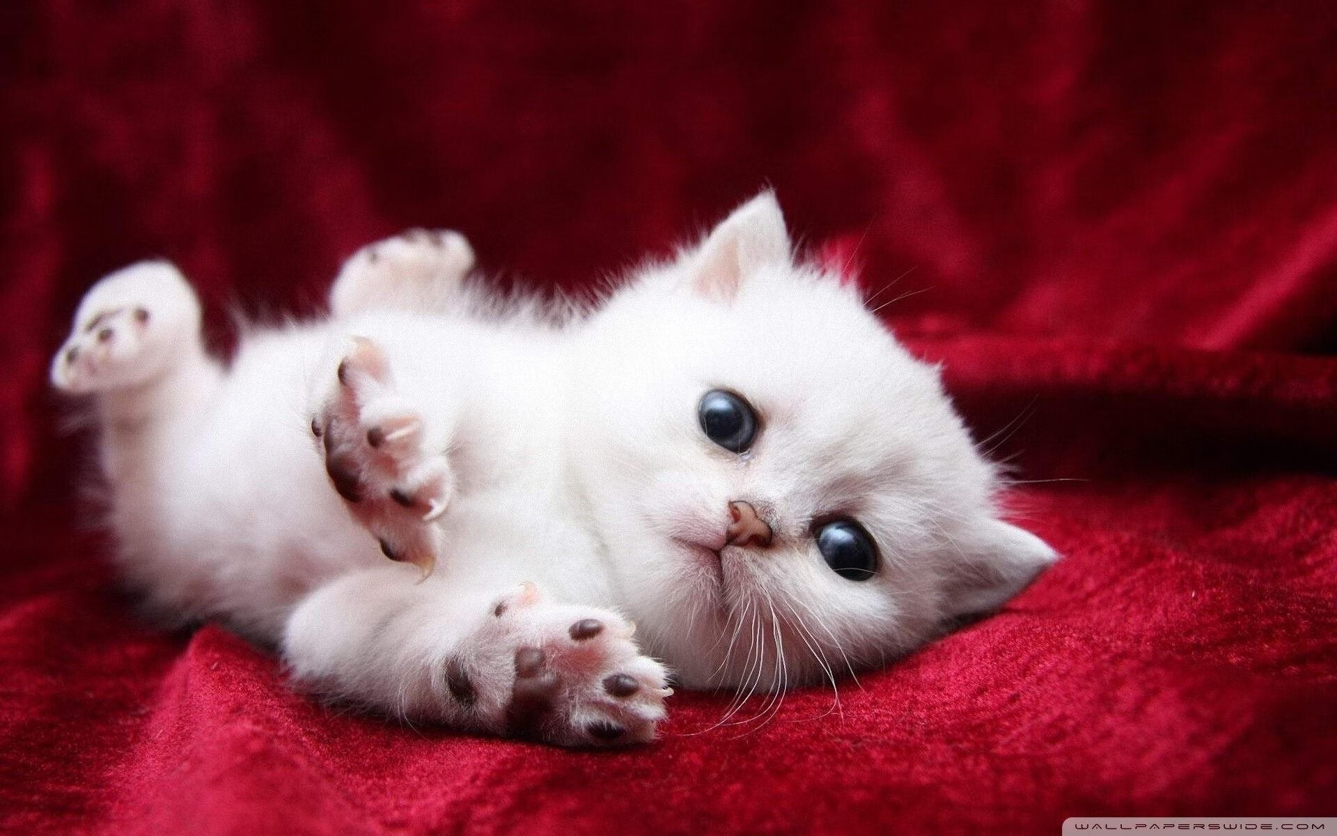 Chinese Taipei团队未来：向世界级竞技队伍迈进的新征程，taipei of china