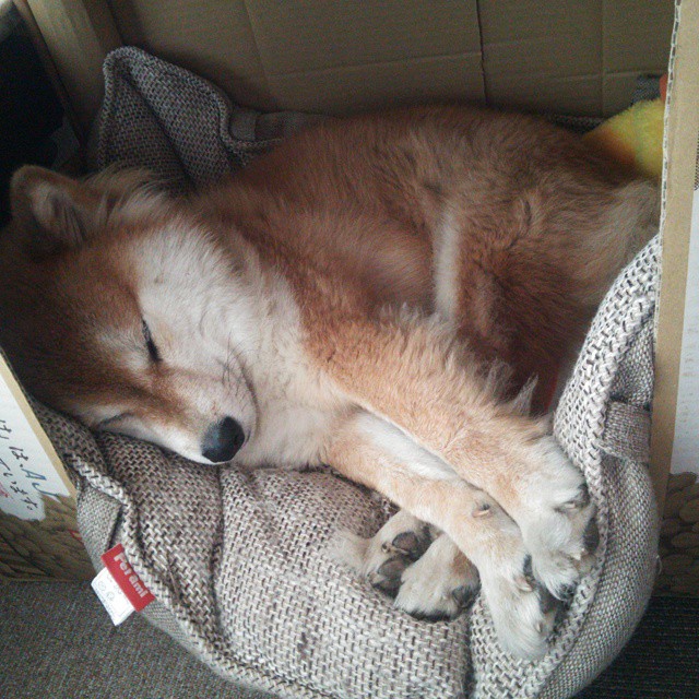 “因凡蒂诺回应质疑：赛事虽有瑕疵但总体成功”