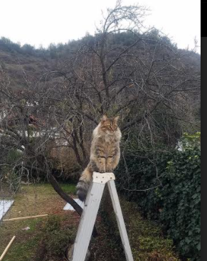 中国三人女篮进攻端表现出色 抢占先机，中国三人女篮百度百科