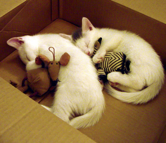 体育新闻中心上线体育热点内容聚合与推荐平台，体育全部新闻